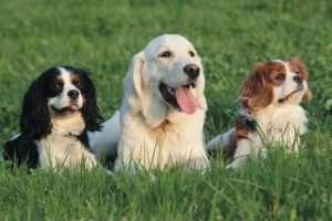 Dogs, all breeds, holiday boarding