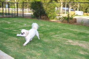 Outdoor exercise area for pets